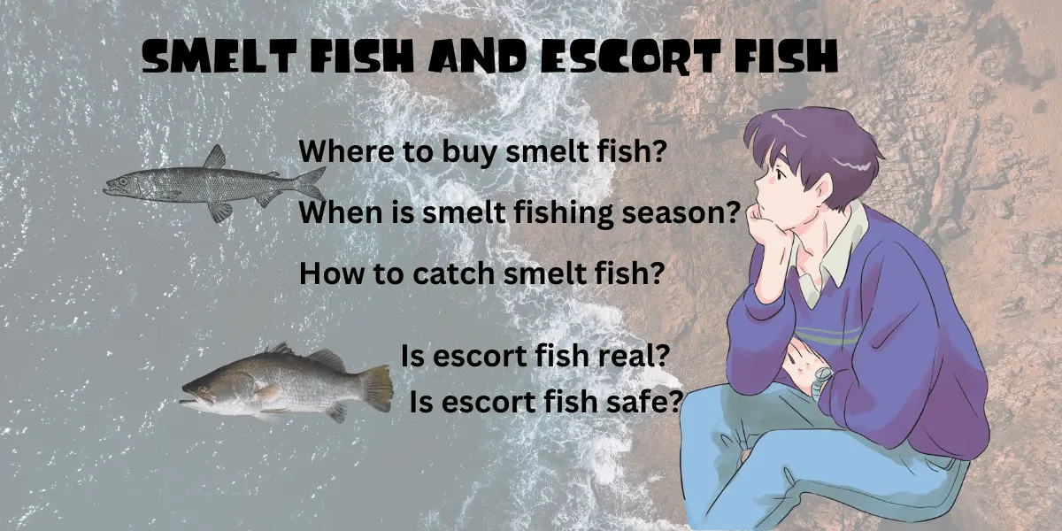 an image about Smelt fish and Escort fish