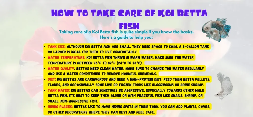 an image of techniques in which describe that how to take care of betta fish koi