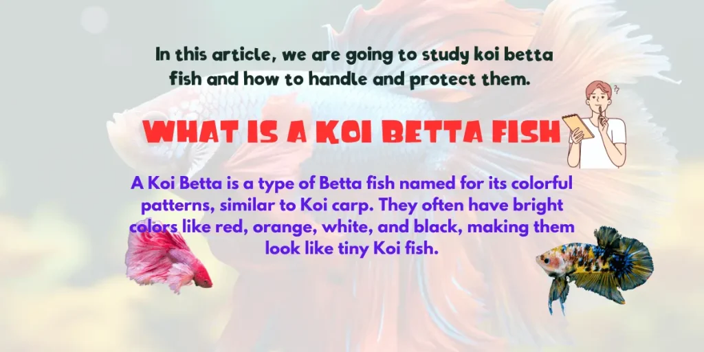 an image about information of koi betta fish