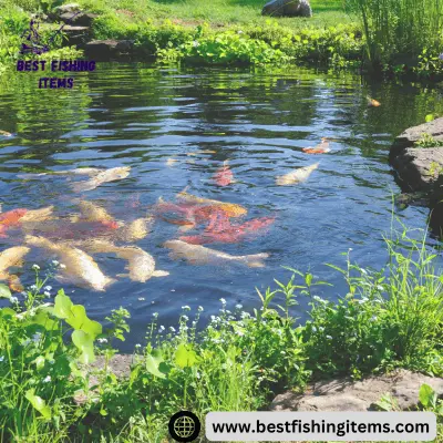 image of a pond for which we select best fishing rod